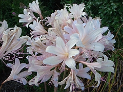 460 Longwood Gardens [2008 August 23]